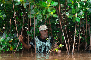 How mangrove forests are fighting climate change