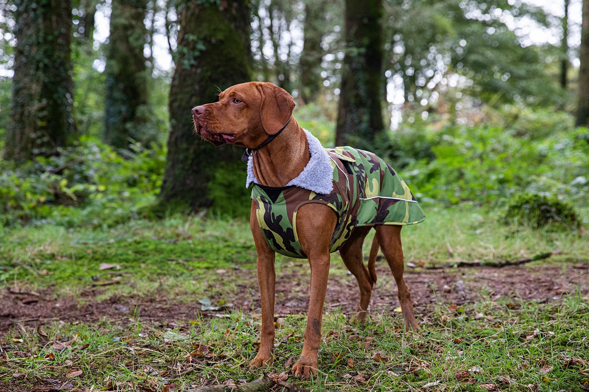 Patagonia hotsell dog vest