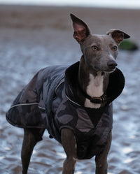 Grey whippet stood on a beach, wearing Black Camo dryrobe® Dog