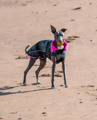 Whippet stood on beach with ball in mouth, wearing Black Camo Pink dryrobe® Dog