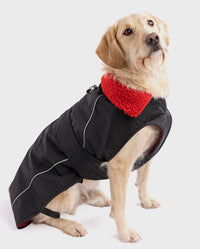 Labradoodle wearing Black Red dryrobe® Dog 