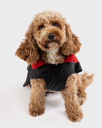 Cockapoo looking into camera, wearing Black Red dryrobe® Dog