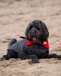 Black cockapoo sitting on a beach, wearing Black Red dryrobe® Dog
