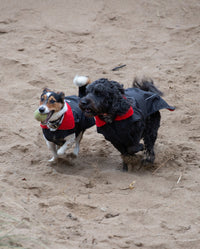 Two dogs playing on a beach, wearing Black Red dryrobe® Dog