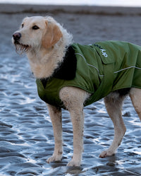 Labradoodle stood on a beach, wearing Forest Green dryrobe® Dog 