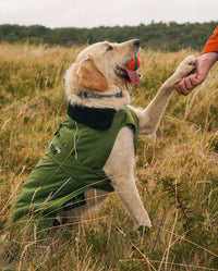 Labradoodle sitting in grass with paw in someone's hand, wearing Forest Green dryrobe® Dog