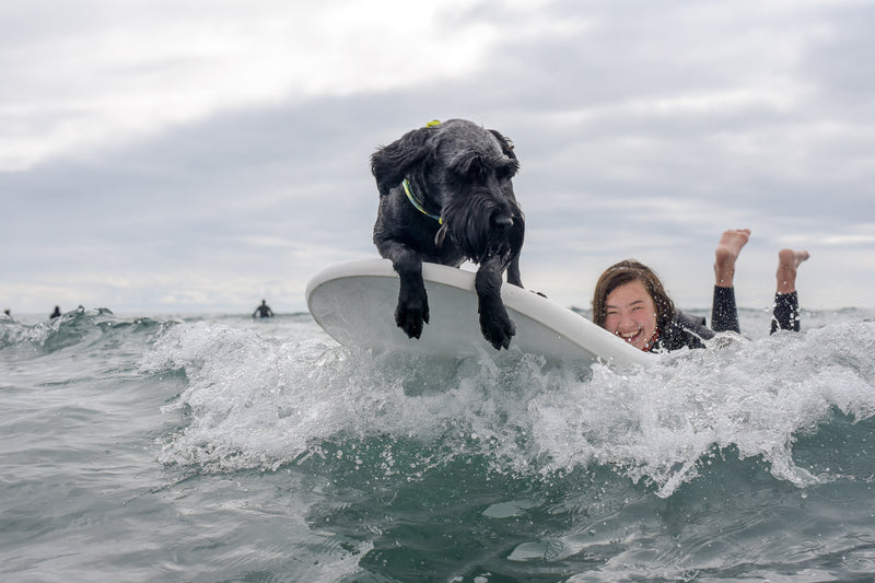 A girl surfing with a small black dog on the end of her surfboard