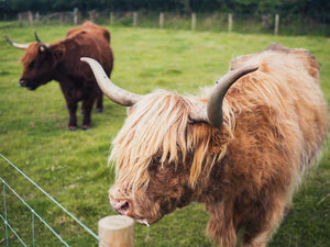 wo brown Highland cows with long, shaggy hair and curved horns standing in a green, fenced pasture.