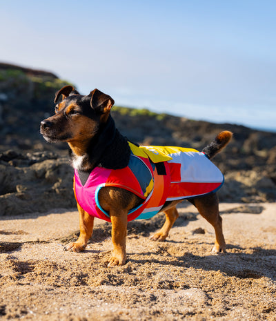A small black and tan dog standing on a sandy beach wearing a bright multicolor life vest with pink, yellow, white, blue, and orange panels.