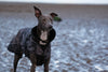 Dog wearing a camouflage coat standing on a beach