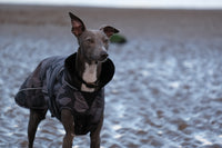 Dog wearing a camouflage coat standing on a beach