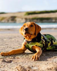 Dog wearing camo black Dogrobe lying on beach 