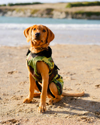 Dog wearing camo black Dogrobe sitting on beach 