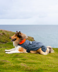 Dog wearing grey orange Dogrobe lying on grass coastline 