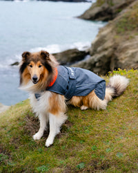 Dog wearing grey orange Dogrobe sitting on grass by the coastline 