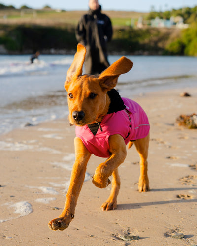 Dog wearing pink black Dogrobe running on the beach