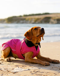Dog wearing a pink coat on a sandy beach with water and sky in the background