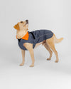 Dark Grey Orange Dog Coat