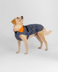 Dark Grey Orange Dog Coat