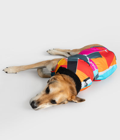 A tan and white dog lying on its side on a light gray studio background, wearing a brightly colored geometric dog coat with pink, orange, yellow, blue, black, and white panels. The brand name 'dryrobe' is visible on the side of the coat.