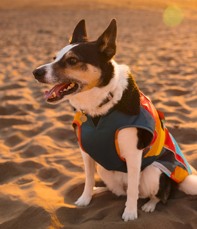 A black and white dog sitting on sandy ground wearing a colorful dog life jacket, photographed in warm golden hour sunlight.