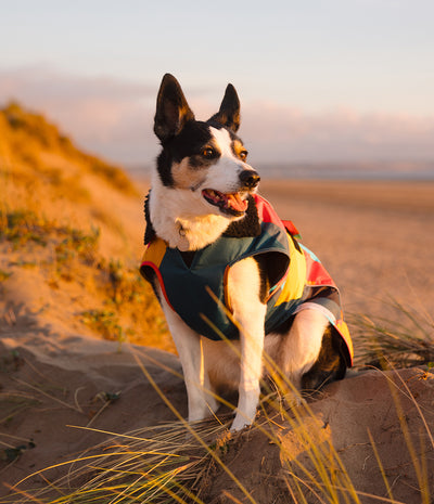 A black and white dog sitting on a sandy beach dune wearing a colorful dog life jacket, with warm golden hour sunlight and a blurred beach background.