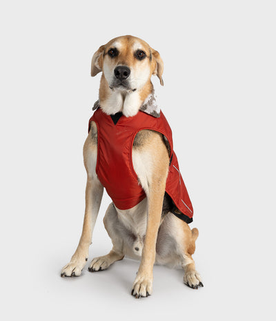 A tan and white dog wearing a red dog coat with gray faux-fur trim, sitting against a light gray studio background.