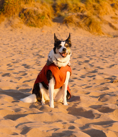 A black and white dog sitting on sandy dunes wearing a rust-orange dog coat, with warm golden-hour light and beach grass in the background.