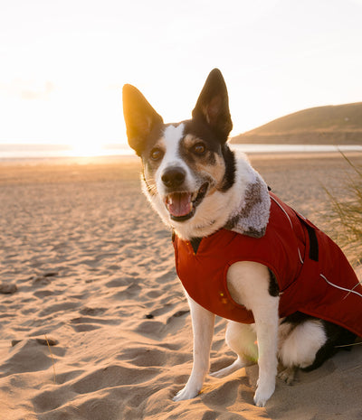 A black and white dog sitting on a sandy beach at sunset, wearing a red dog coat with a gray fleece collar.