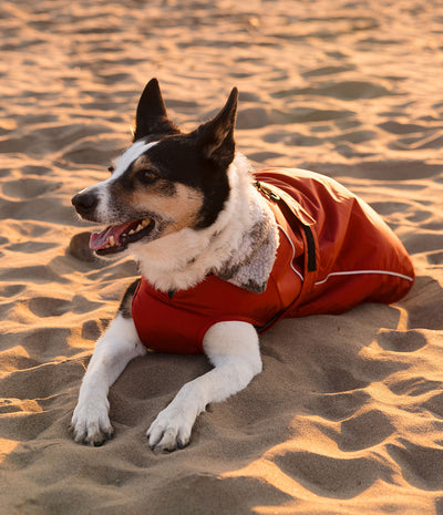 A black, white, and tan dog lying on sandy beach ground wearing a bright red waterproof dog coat with white piping.