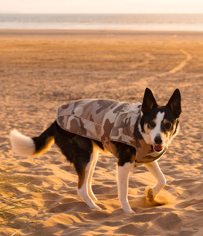 A black and white dog standing on sandy beach ground wearing a camouflage dog coat, with the ocean and warm sunset light in the background.