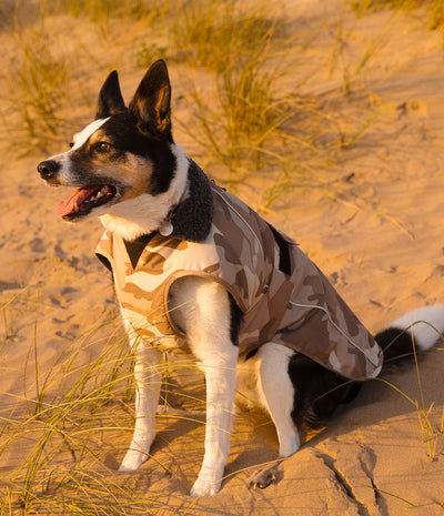 A black and white dog sitting on sandy dunes wearing a beige and brown camouflage dog coat with a dark gray collar.