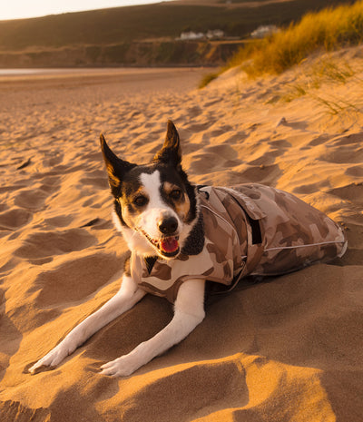 A black, white, and tan dog lying on sandy beach dunes at sunset, wearing a camouflage dog coat.