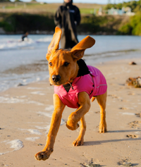 Dog in a pink coat running on a beach with a person in the background.