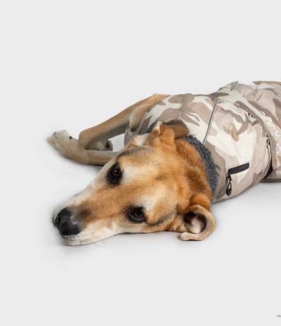 A tan and white dog lying on a light gray studio floor, wearing a camouflage dog coat with a gray fleece collar.