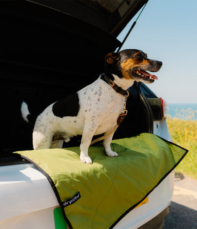 A black and white dog stands on a green Dryrobe car cover placed in the open trunk of a white vehicle outdoors.