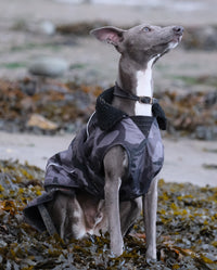 Grey whippet sat on a beach, wearing Black Camo dryrobe® Dog