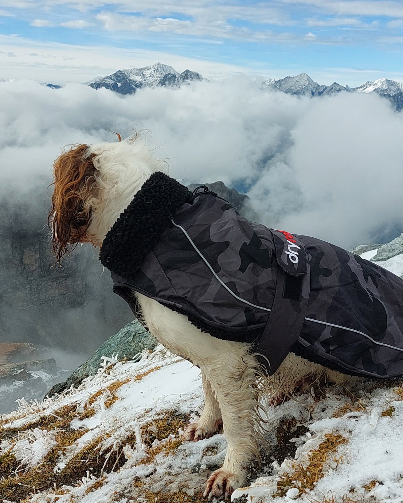 Dog Drying Coats, Robes & Towels - dryrobe®