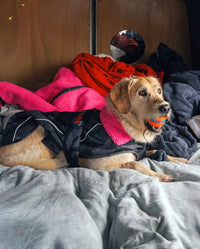 Labradoodle lying in van, wearing Black Camo Pink dryrobe® Dog