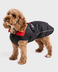 Cockapoo standing wearing Black Red dryrobe® Dog