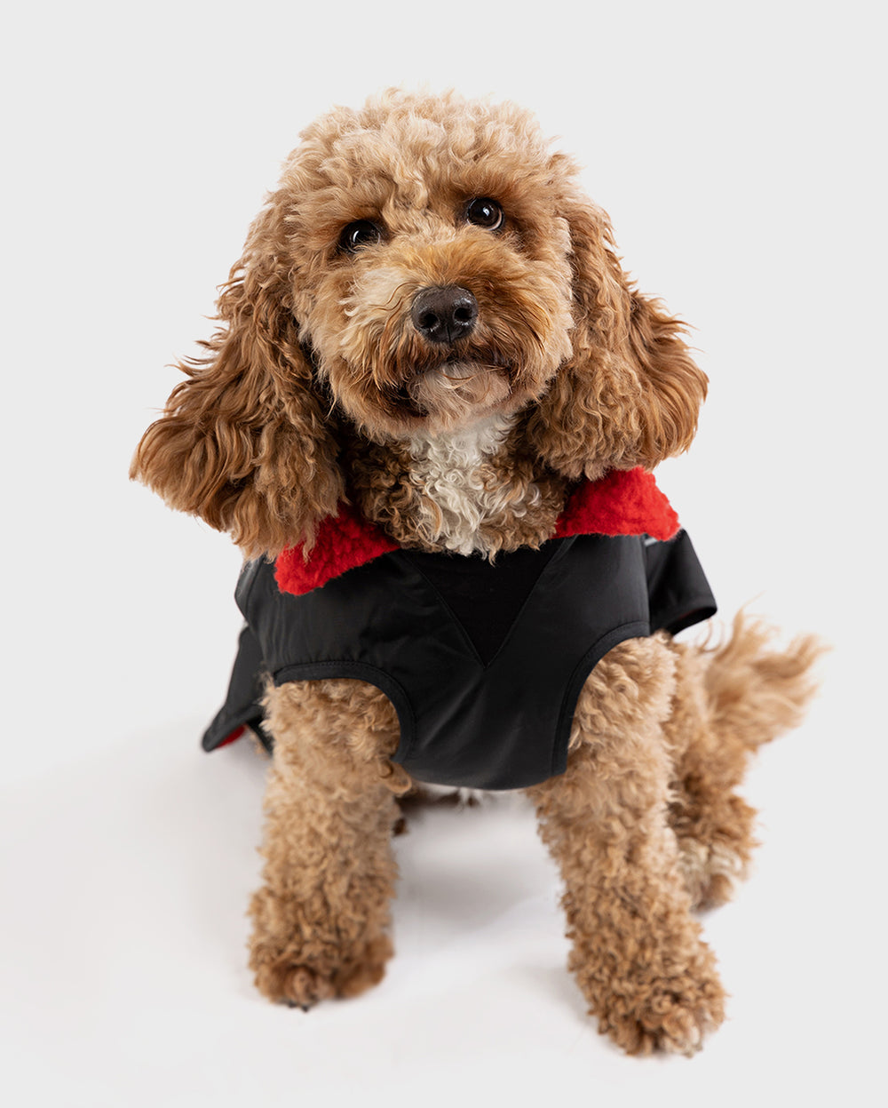 Black Red Dog Coat | Dryrobe®