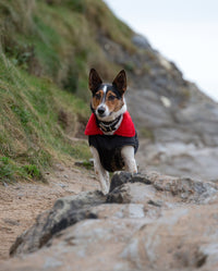 Small dog walking on beach, wearing Black Red dryrobe® Dog