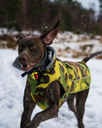 Brown dog running through snow, wearing Camo Grey dryrobe® Dog