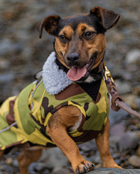 Small dog wearing Camo Grey dryrobe® Dog on the beach