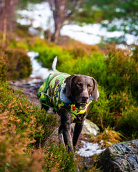 Brown labrador walking through woods, wearing Camo Grey dryrobe® Dog