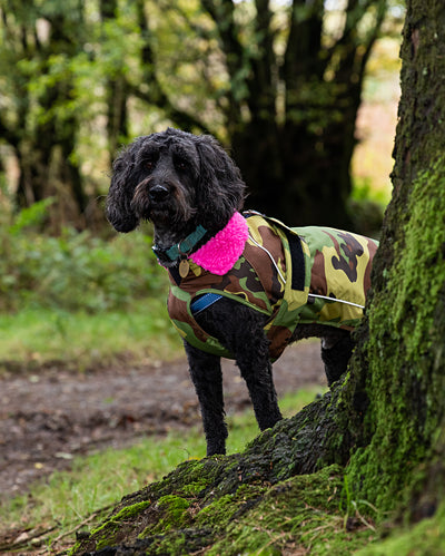 Black cockapoo wearing Camo Pink dryrobe® Dog