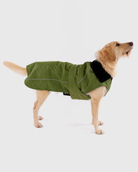 Labradoodle wearing Forest Green  dryrobe® Dog 