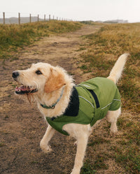 Labradoodle walking along a path, wearing Forest Green dryrobe® Dog