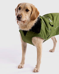 Labradoodle facing camera, wearing Forest Green dryrobe® Dog 