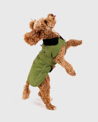 Cockapoo jumping, wearing Forest Green dryrobe® Dog 